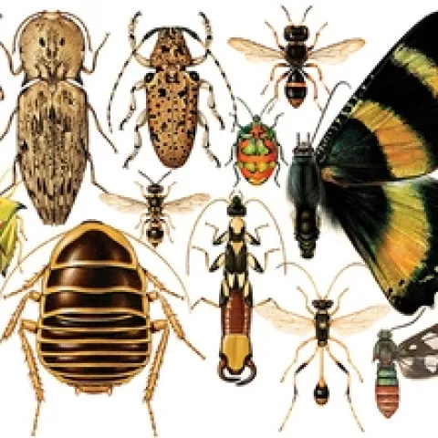 Image: Insect illustrations | ala.org | CC BY SA 3.0 licensed under Creative Commons BY-NC-SA
