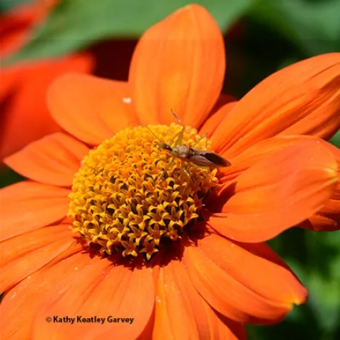An assassin bug, Zelus renardii,waits to ambush prey on a Mexican sunflower, Tithonia rotundifola. (Photo by Kathy Keatley Garvey)
