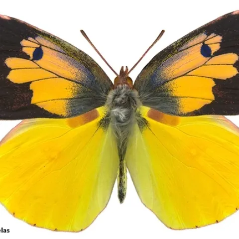 A male California dogface butterfly, Zerene eurydice. (Photo by Greg Kareofelas)