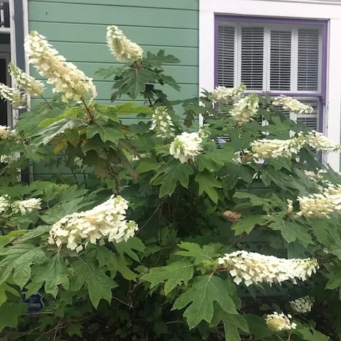 Oakleaf hydrangea in all it's blooming glory