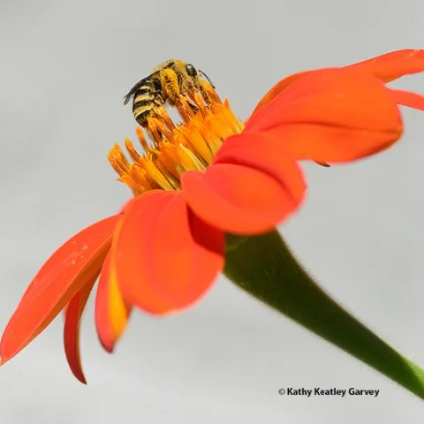 A female Melissodes agilis foraging on a Mexican sunflower, Tithonia rotundifola. (Photo by Kathy Keatley Garvey)