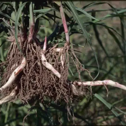 Johnsongrass rhizome, Jack Kelly Clark, UC ANR IPM Program