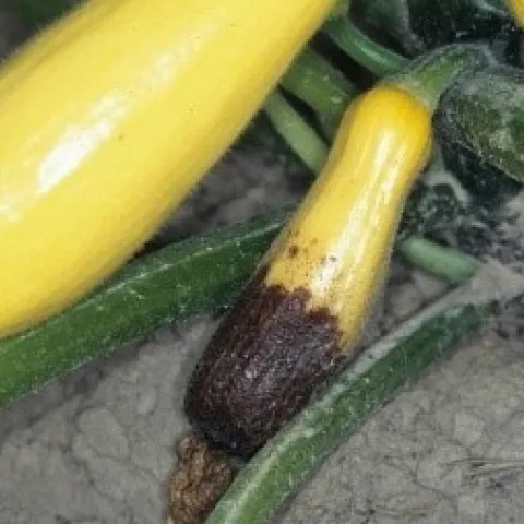 photo by Maggie Kolk