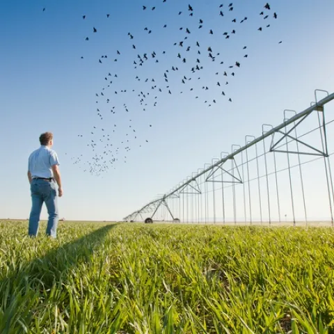 Dan Munk looks up at birds flying over a center pivot overhead irrigation system.