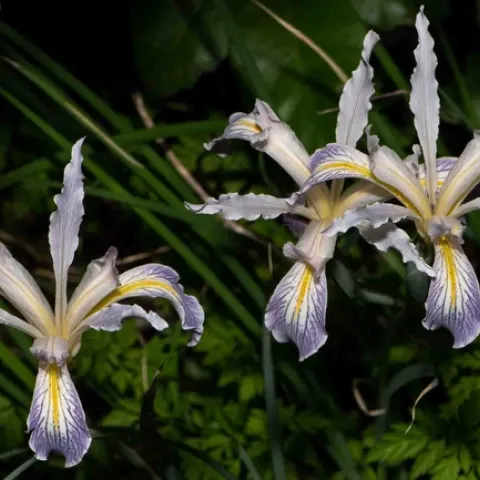 Long-tubed iris on Humboldt Trail, Upper Bidwell Park, Robert Fischer.