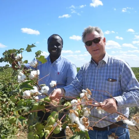 Dan and Isaya hold up cotton stalks loaded with fluffy white cotton bolls.