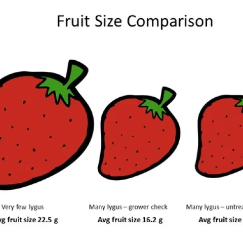 Comparison of average fruit size from July 18 harvest. Difference is statistically significant.