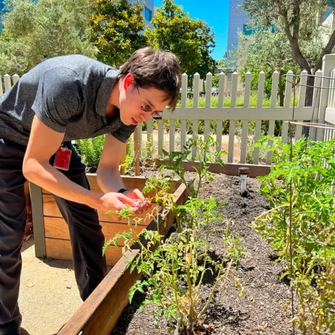 Young man stands in garden, hovering over a plant to assess its leaves.