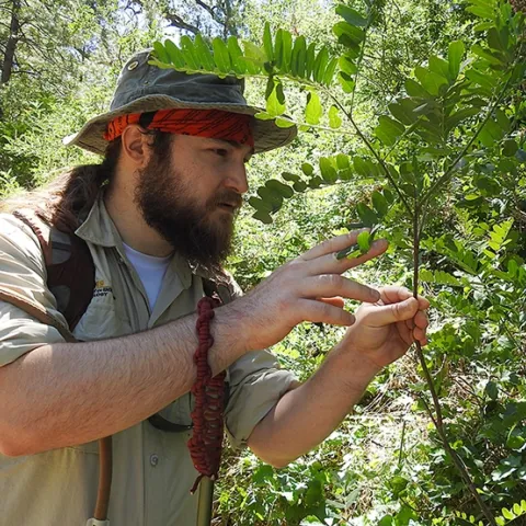 Entomologist Brennen Dyer, selected for a UC Davis Staff Assembly service award, checks out the host plant (false indigo, Amorpha californica) of the California dogface butterfly (Zerene eurydice) at its breeding ground in Auburn. (Photo by Kathy Keatley Garvey)