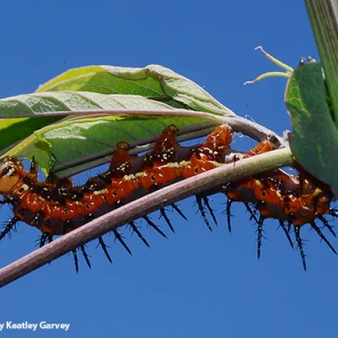 A sky-high Gulf Fritillary caterpillar munches on a passionflower vine (Passiflora). (Photo by Kathy Keatley Garvey)