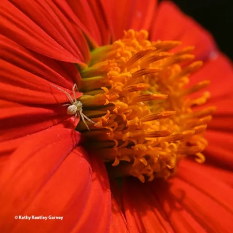 A crab spider on a Mexican sunflower is ready to ambush prey. (Photo by Kathy Keatley Garvey)