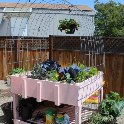 3 1/2' tall pink planter with fall vegetables such as lettuce.