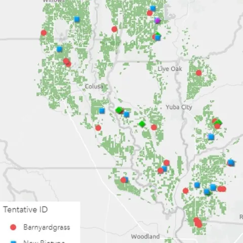 Figure 1. Figure 1. Distribution of Echinochloa spp. samples collected in August and September 2020 from California rice fields. ID = identification