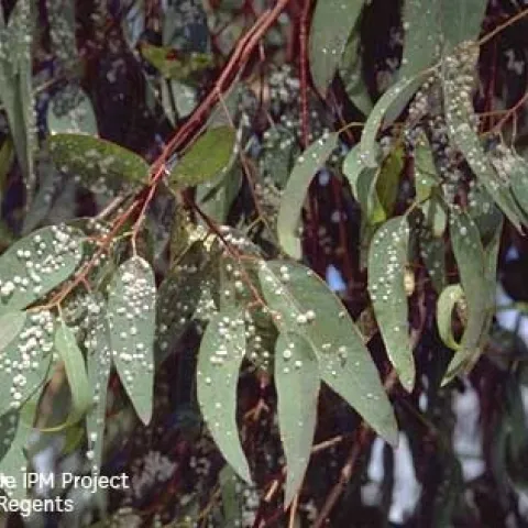 Leaves of a river red gum eucalyptus tree covered with redgum lerp psyllids. The white growths are the “lerp” produced by the immature (nymph) stage of the insect. [Credit: Jack Kelly Clark]