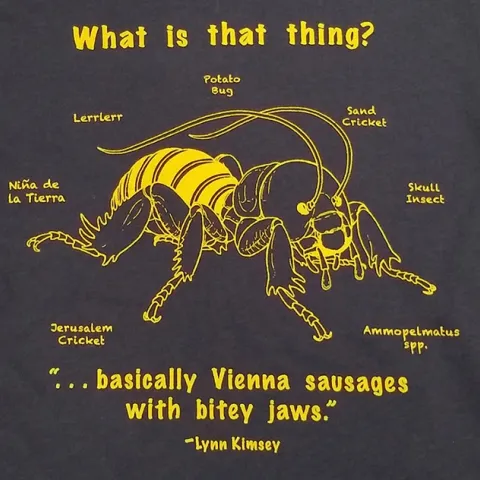 This is the Jerusalem cricket t-shirt by artist Allen Chew, a UC Davis student and Bohart volunteer, and designer Fran Keller, professor at Folsom Lake College. Keller, a Bohart Museum scientist, is a UC Davis doctoral alumnus.