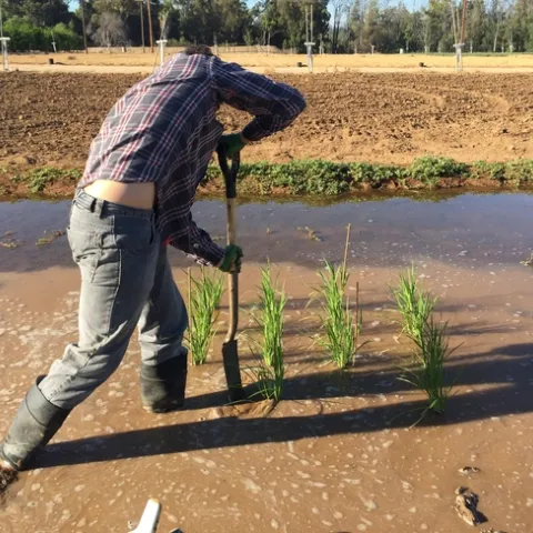 Los experimentos sobre el arroz se realizan en un campo de cultivo. Fotografía por Julia Bailey-Serres/UC Riverside