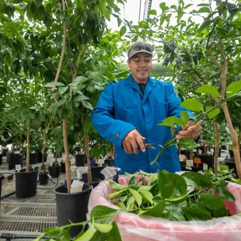 German Rafael Villalba-Salazar, técnico en viveros, cosecha injertos de árboles madre de cítricos en las instalaciones del Programa de Protección Clonal de Cítricos de UC. Fotografía por Stan Lim, UC Riverside