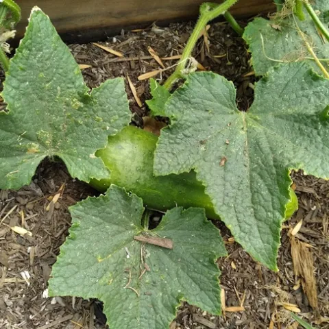 Cucumber