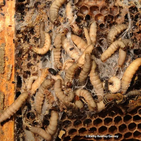 The larvae of the Greater Wax Moth (Galleria mellonella) inside a bee hive. The black dotes are small hive beetles. (Photo by Kathy Keatley Garvey)