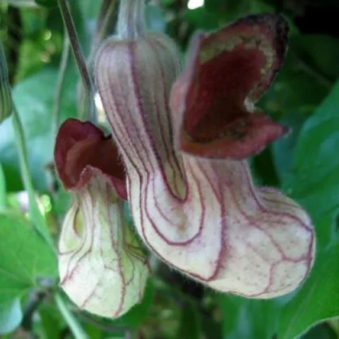 Aristolochia californica (calscape.org)