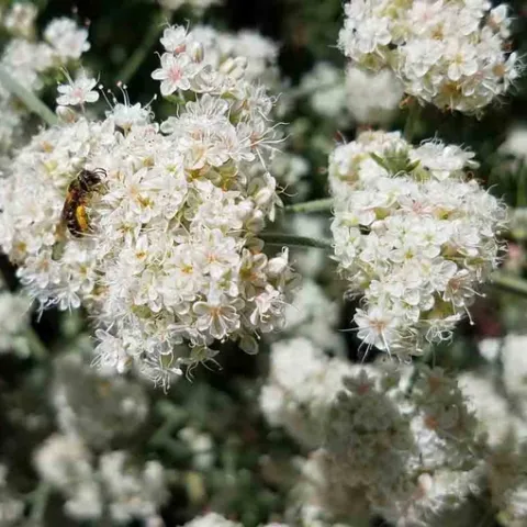 California Buckwheat (eriogonum fasciculatum) with bee, Jeanette Alosi