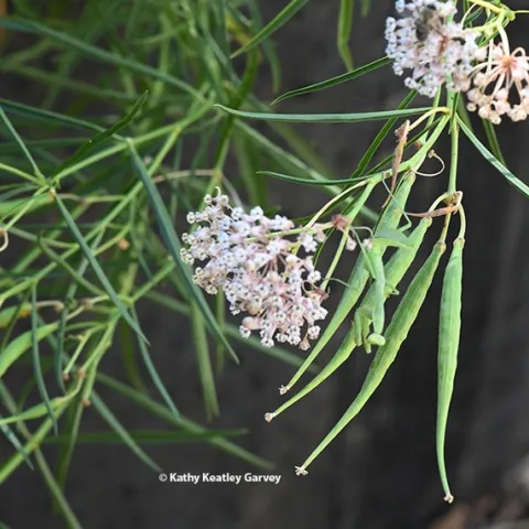 A praying mantis is camouflaged amid the green stems, seed pods and leaves of a native milkweed as she awaits prey. (Photo by Kathy Keatley Garvey)