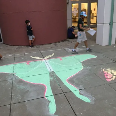 Chalk art of a Luna moth graced the entrance to the Bohart Museum of Entomology at UC Davis on Moth Night. (Photo by Tabatha Yang)