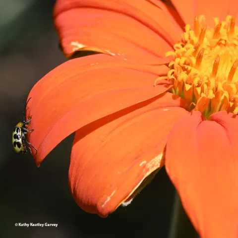 Wide angle shot of a western spotted cucumber beetle, Diabrotica undecimpunctata, chewing a hole in a petal of a Mexican sunflower, Tithonia rotundifola. (Photo by Kathy Keatley Garvey)