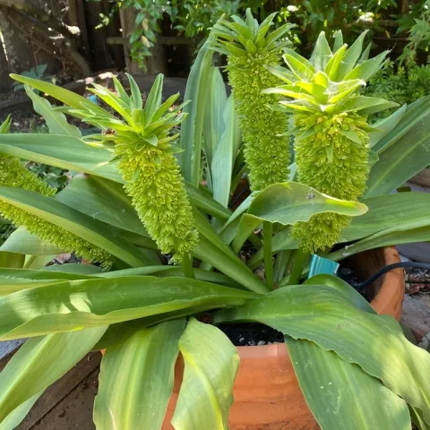 photos by Melissa Sandoval