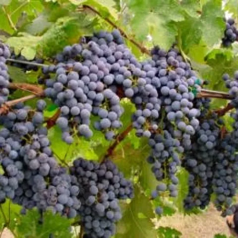 wine grapes