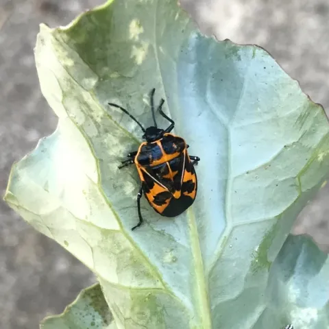 Harlequin Bug above and eggs and nymphs below. photos by Karen Metz