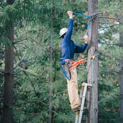 While standing on a ladder, Rob York cuts a small limb off a tree