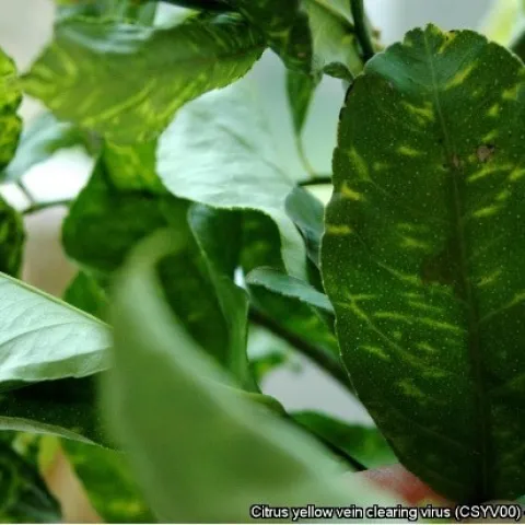 citrus yellow vein clearing virus