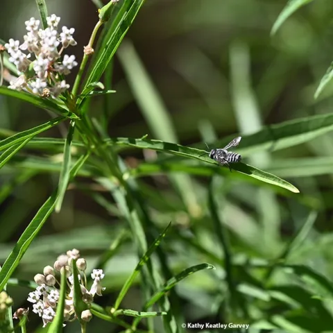 A leafcutter bee, Megachile spp., rests on a leaf of milkweed, Asclepias fascicularis, in a Vacaville, Calif. garden. Both are natives. (Photo by Kathy Keatley Garvey)