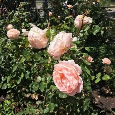 Saintsbury roses (Cindy Watter)