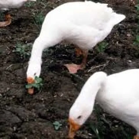 weeder geese