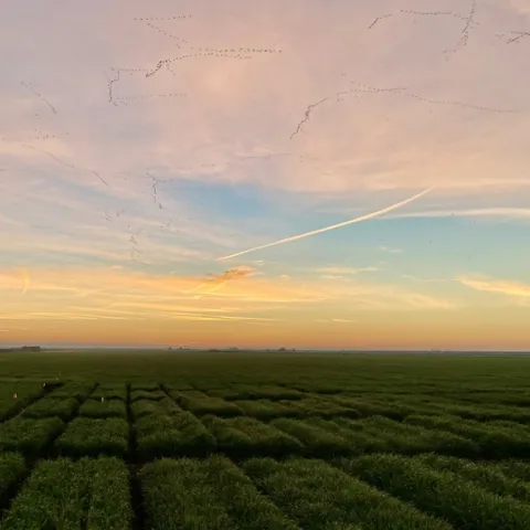 field trial at sunset