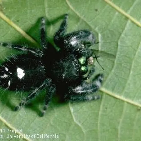 Jumping spider eating a fly. [Credit: Jack Kelly Clark]