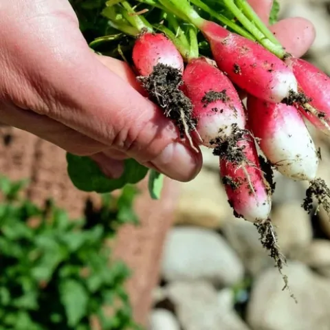 Photo of hand holding red and white radishes with roots.