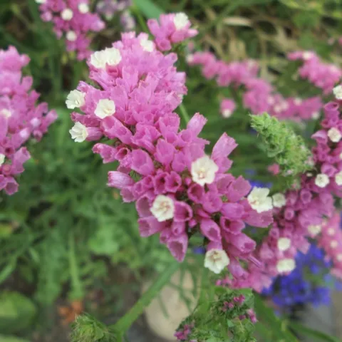 Pink blossoms of statice flowers.
