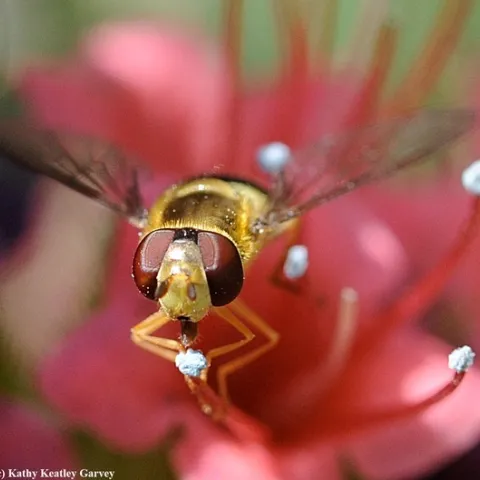 A syrphid fly foraging on a tower of jewels, Echium wildpretii, in a Vacaville garden. (Photo by Kathy Keatley Garvey)