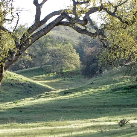 Landscape photo of oak woodland