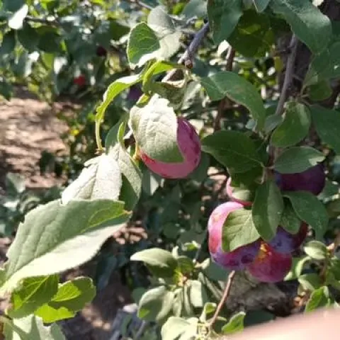 Sugar plums. photo by Kathy Low