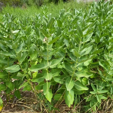 'Forest' of Milkweed - PPashby