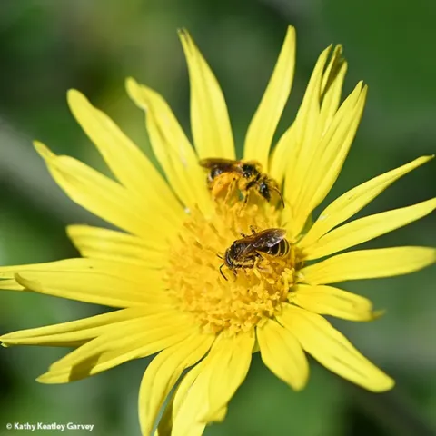 Native bees foraging on capeweed. (Photo by Kathy Keatley Garvey)