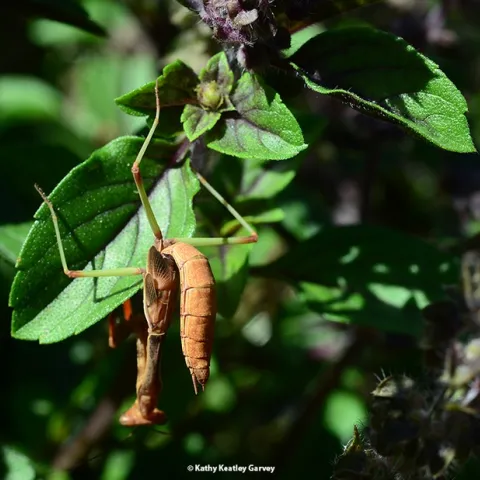Green legs of this male praying mantis, Stagmomantis limbata, are camouflaged in this patch of African blue basil. (Photo by Kathy Keatley Garvey)