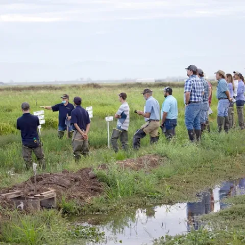 Attendees at field day weed tours