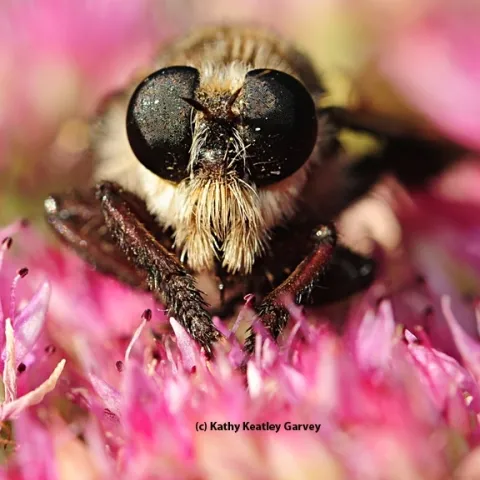 A robber fly peers at the camera. This is Mallophora sp., as identified by robber (assassin) fly expert Charlotte H. E. Alberts, a UC Davis doctoral candidate who studies these insects. (Photo by Kathy Keatley Garvey)
