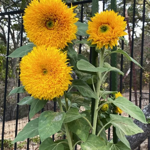 TeddyBear Sunflowers 2021 (elaine kearney)