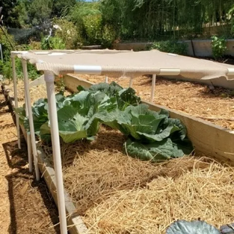 Homemade PVC structure to shade cabbage growing late into the summer season by Sara Hoyer